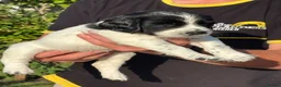 English Springer Spaniel dogs for sale: English Springer Spaniel puppies for sale. - Advert 23