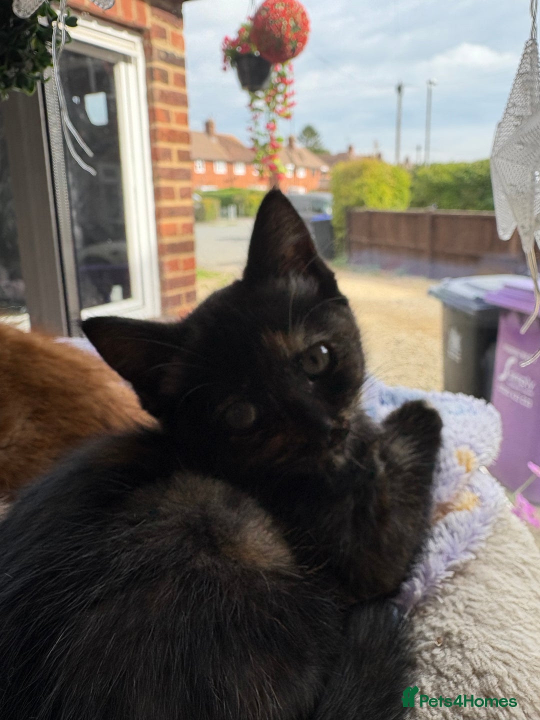 Mixed Breed cats for sale: Kittens For Sale - Image 11