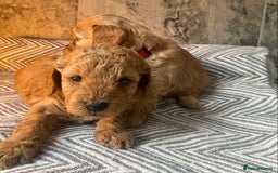 Cavapoo dogs for sale: Stunning Health Tested F1BB Cavapoo’s 🧬 - Image 26