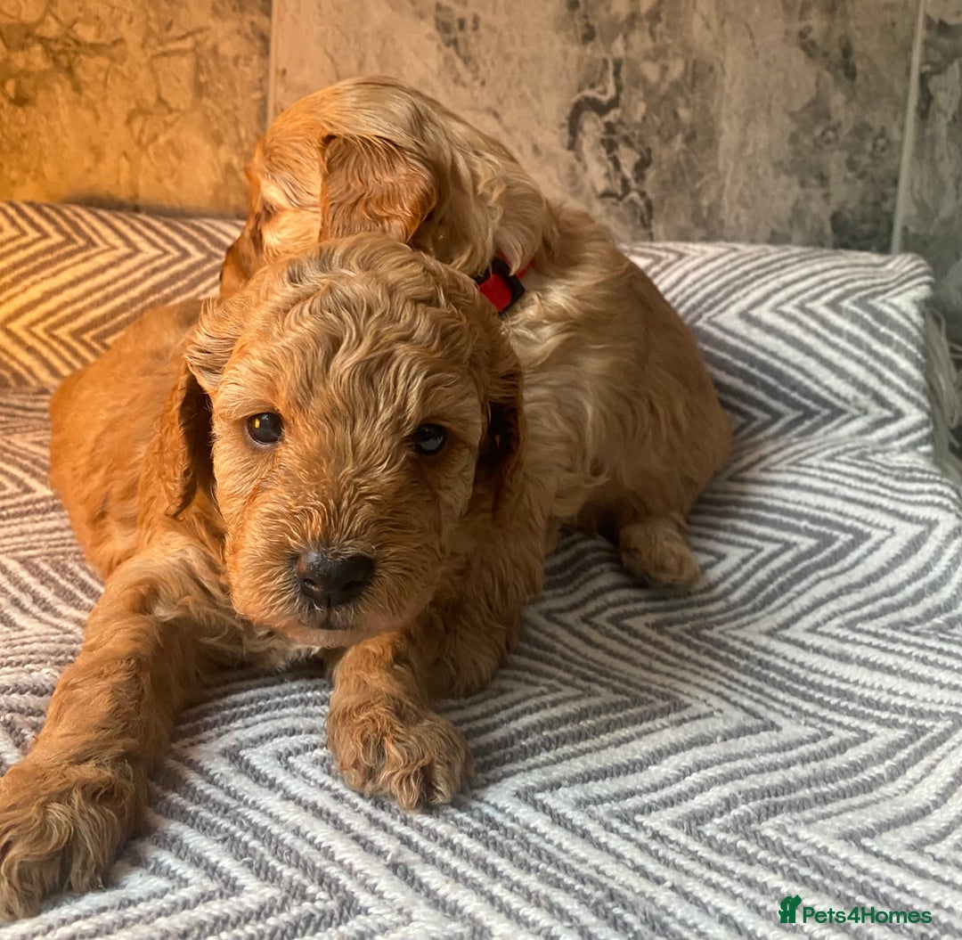 Cavapoo dogs for sale: Stunning Health Tested F1BB Cavapoo’s 🧬 - Image 26