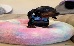 Miniature Dachshund dogs for sale: Miniature Dachshund Male Black & Tan Puppy  - Image 5