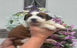 Saint Bernard dogs for sale: F1 st doodles puppies for sale - Image 17