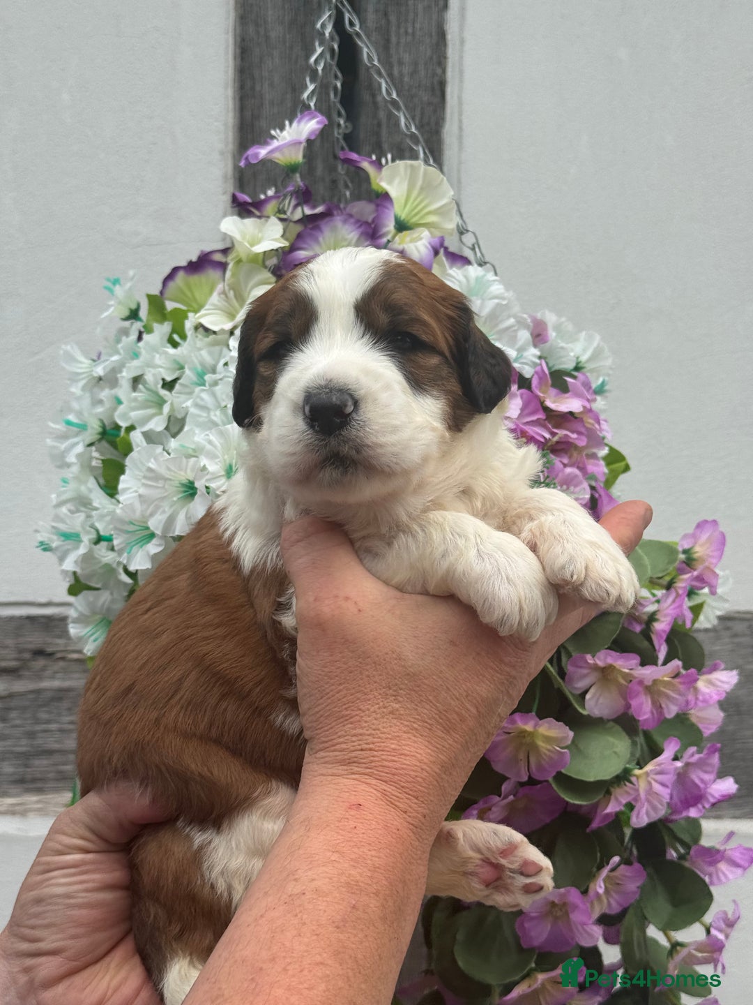 Saint Bernard dogs for sale: F1 st doodles puppies for sale - Image 17