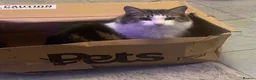 Mixed Breed cats for sale: Cuddly Male Cat - Advert 1