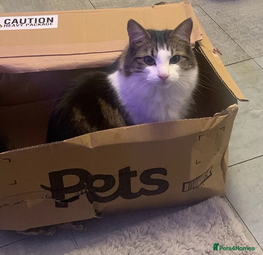 Mixed Breed cats for sale: Cuddly Male Cat - Advert 1
