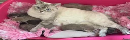 British Shorthair cats for sale: Beautiful British Shorthair kittens - Advert 27
