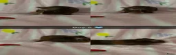 Guinea Pig rodents for sale: Guinea pigs  - Advert 4