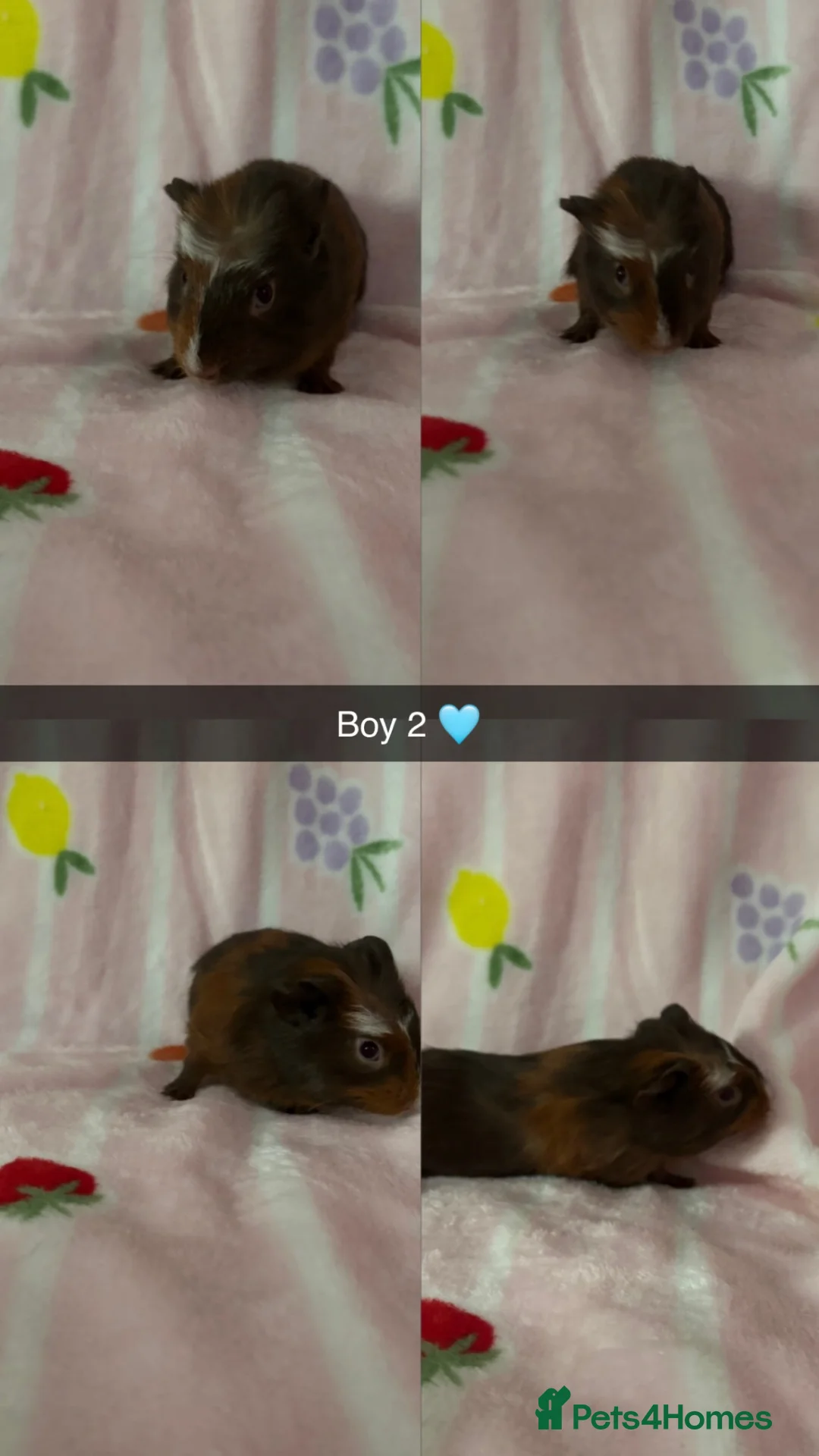 Guinea Pig rodents for sale: Guinea pigs  - Advert 4