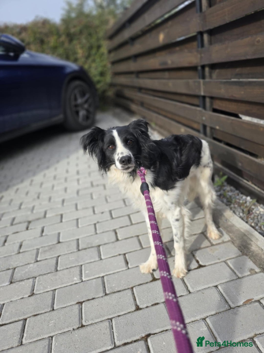 Mixed Breed dogs for adoption: Lena & Dena - Image 1