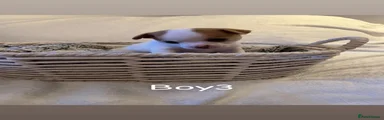 Boy 3