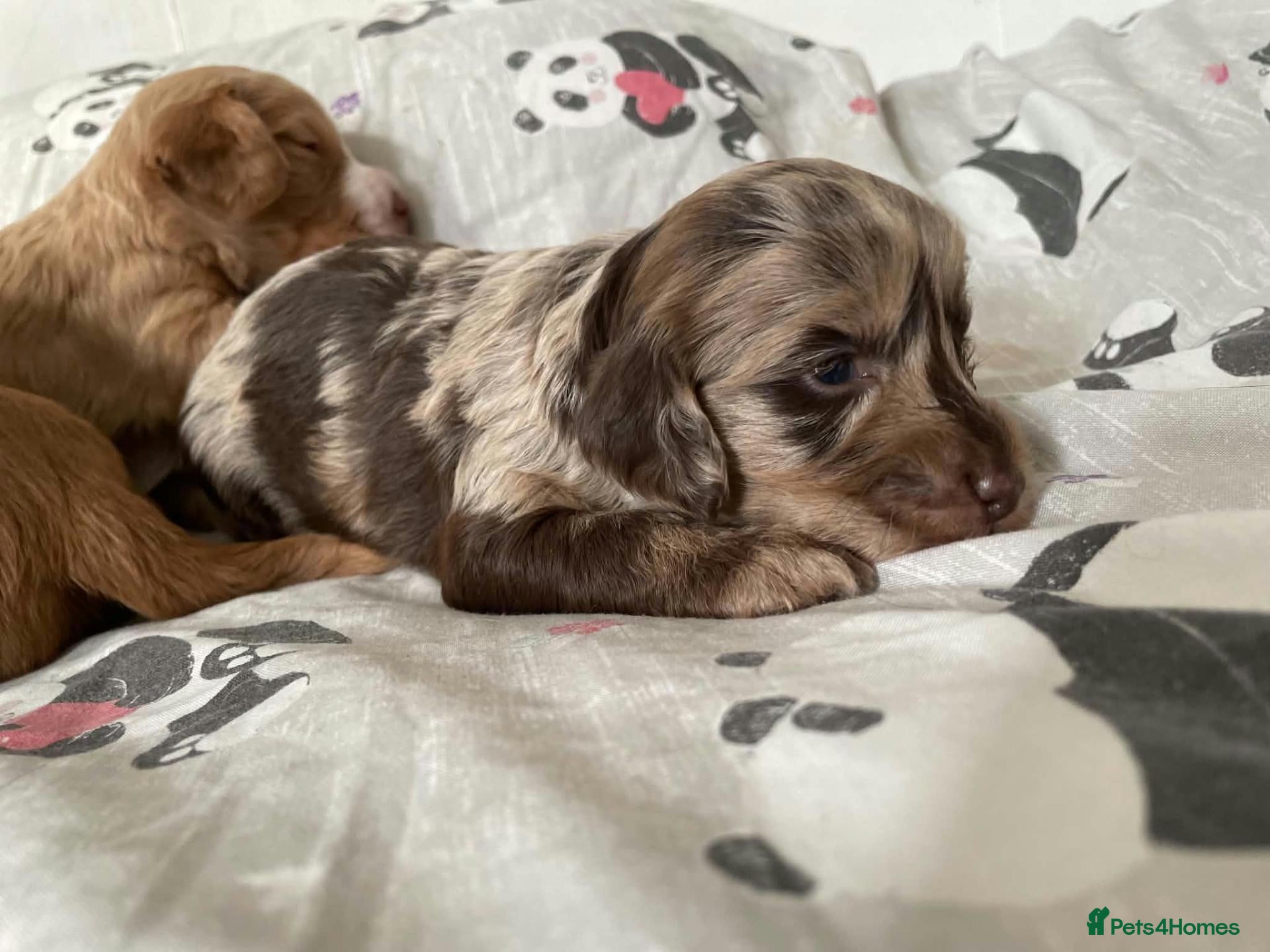 Cockapoo dogs Cockapoo Puppies X2 Girls & X5 Boys  - Advert 6