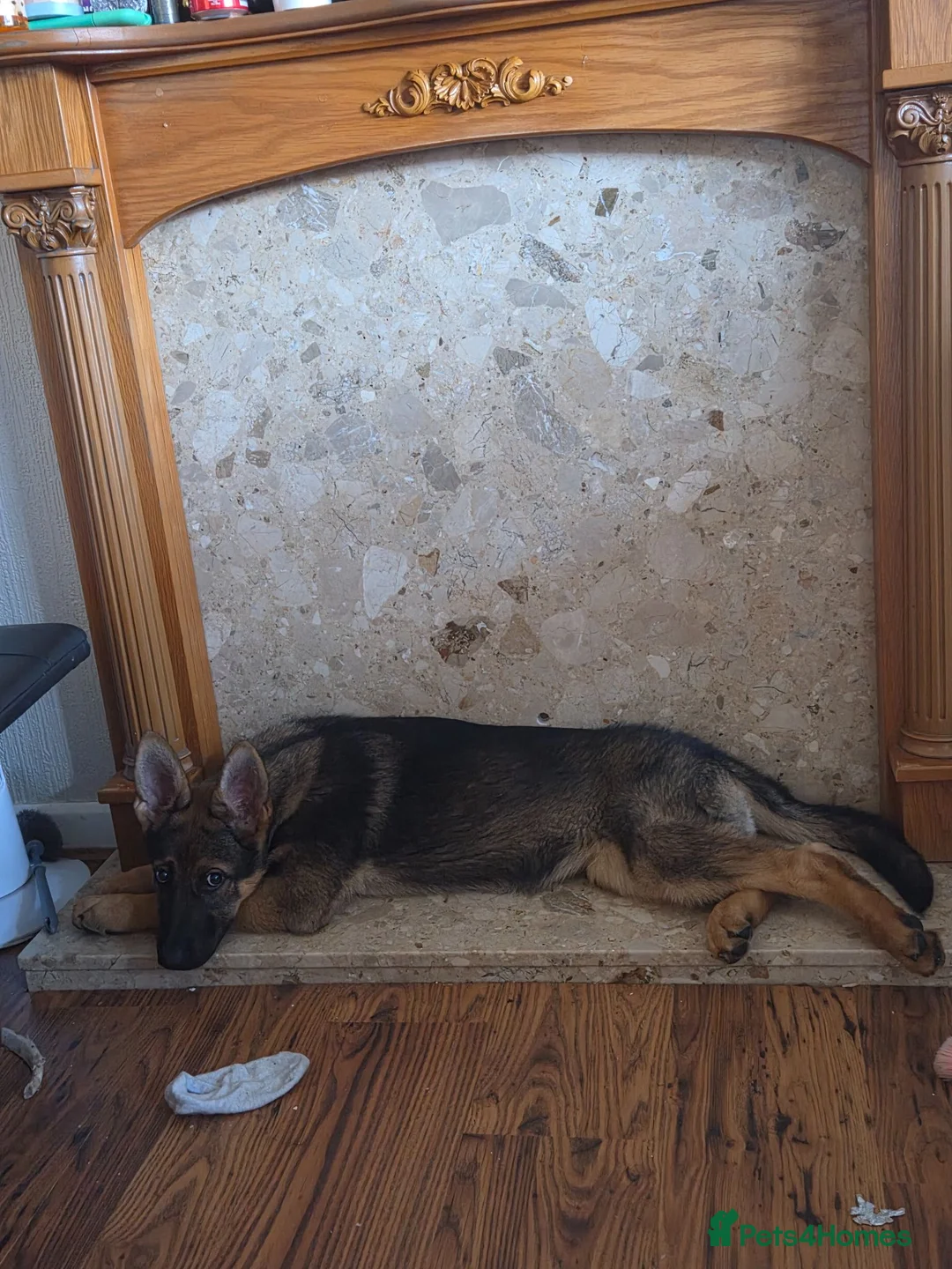 German Shepherd dogs for sale: German shepherd puppy in Tipton - Advert 2