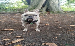 French Bulldog dogs for sale: 2 Year old male Blue Merle Frenchie - Image 2