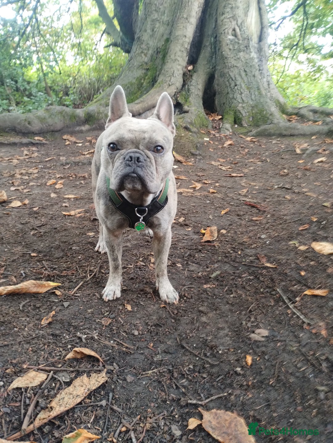 French Bulldog dogs for sale: 2 Year old male Blue Merle Frenchie - Image 2