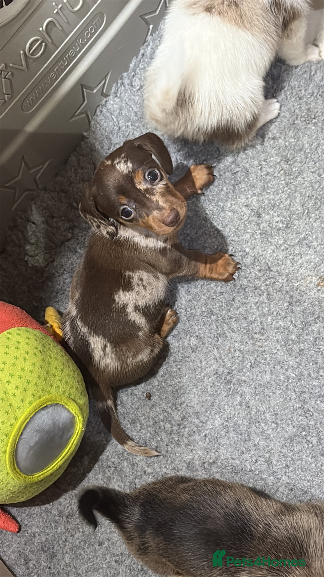 Miniature Dachshund dogs for sale: Beautiful Miniatire Dachshunds  - Advert 6