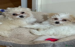 Maltese dogs for sale: Maltese puppies Honey and Skye - Image 3