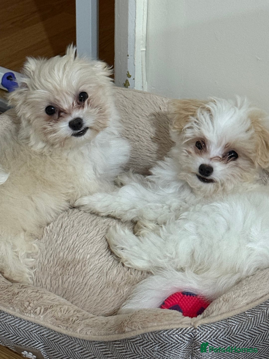Maltese dogs for sale: Maltese puppies Honey and Skye - Image 3