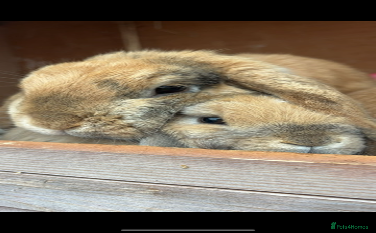Mini Lop rabbits - Advert 2