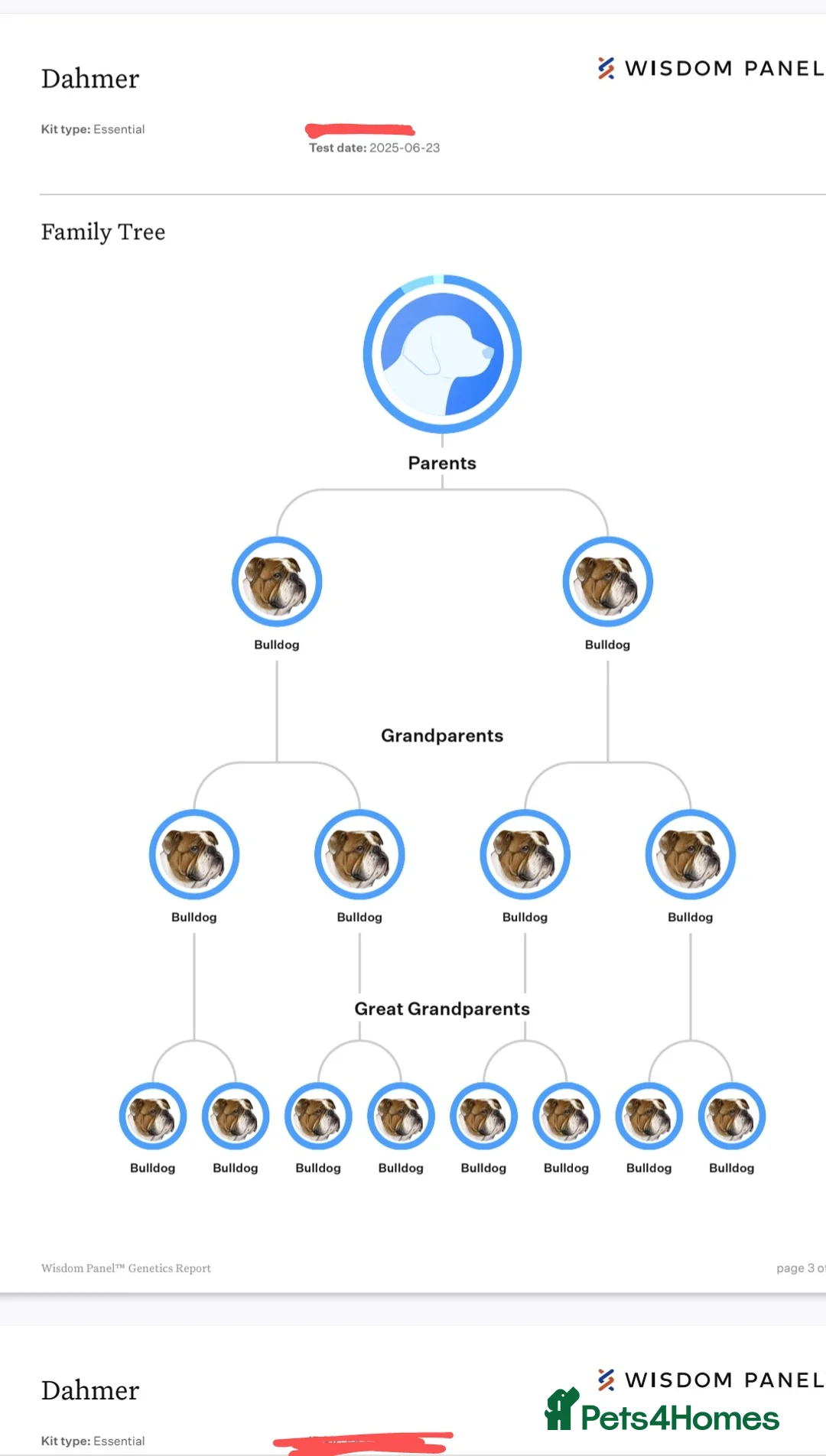 English Bulldog dogs for stud: Dahmer for stud - Advert 15