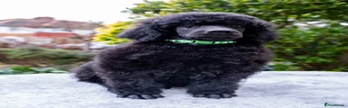 Standard Poodle 1