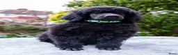 Standard Poodle dogs for sale: Outstanding Standard Poodle Puppies - Advert 16