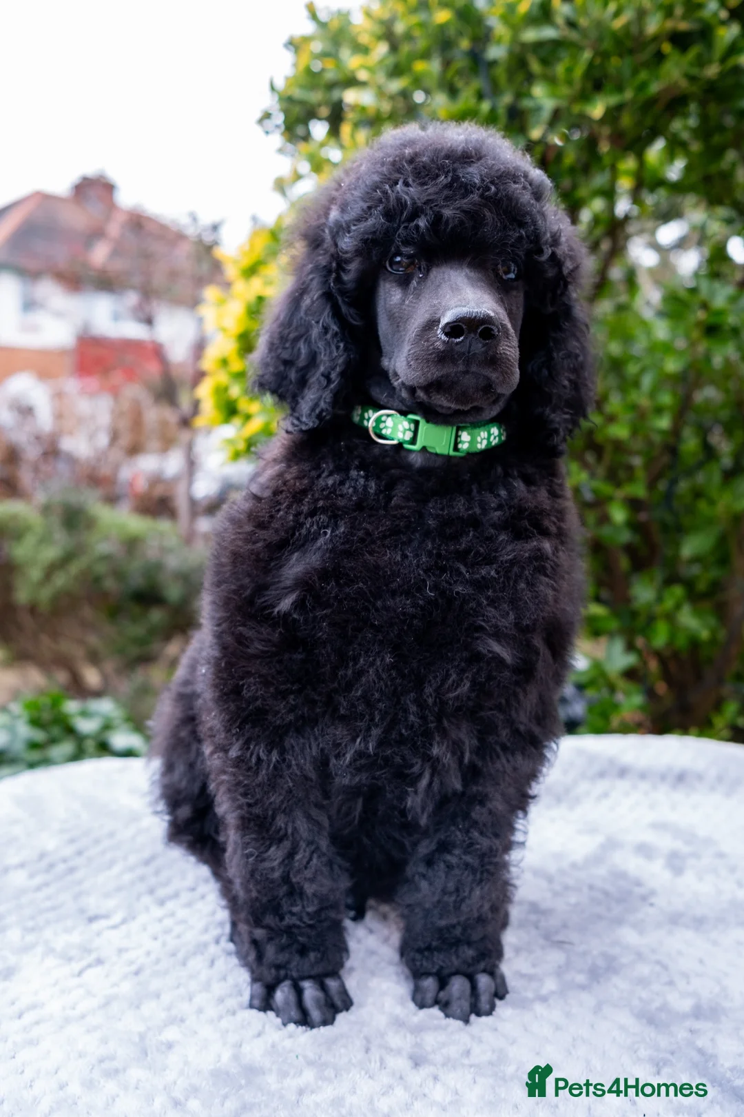 Standard Poodle dogs for sale: Outstanding Standard Poodle Puppies - Advert 16