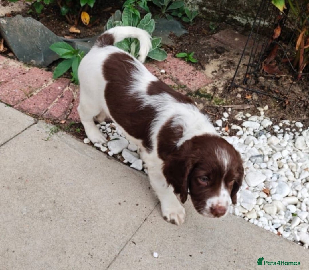 English Springer Spaniel dogs for sale: 🐾Beautiful KC Registered ES Spaniel Puppies🐾 - Image 24