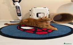 Domestic Shorthair cats for sale: Ginge male cat 2 years old  - Image 7