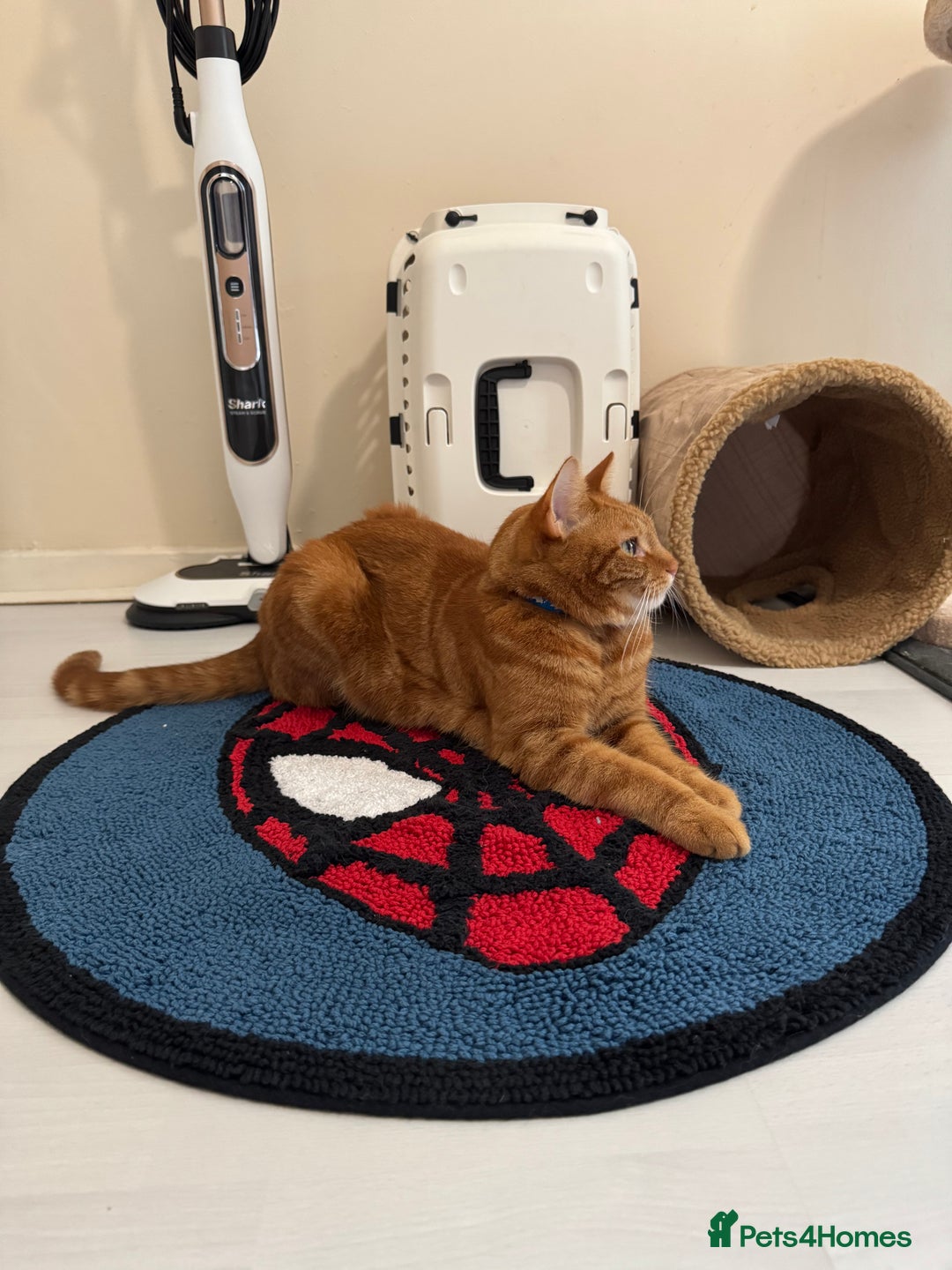 Domestic Shorthair cats for sale: Ginge male cat 2 years old  - Image 7