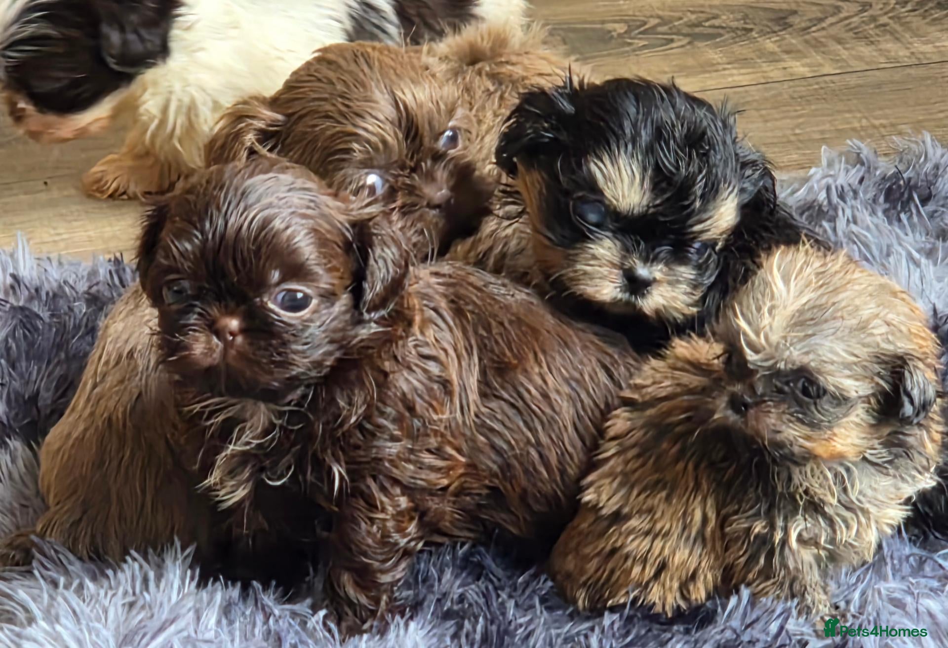 Shih Tzu dogs Amazing imperial shih tzu puppies  - Advert 1