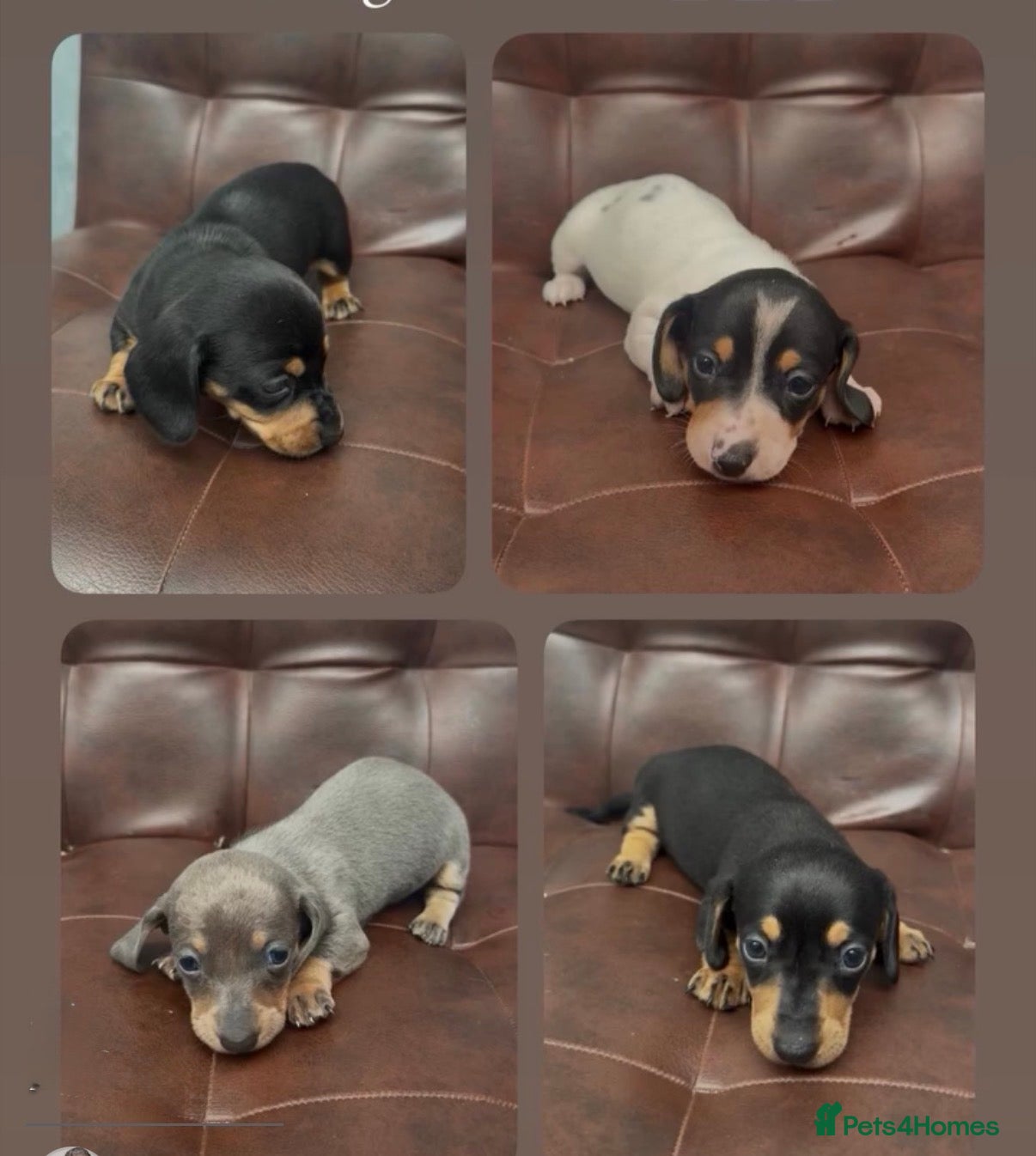 Miniature Dachshund dogs Beautiful mini dachshund pups  - Advert 15
