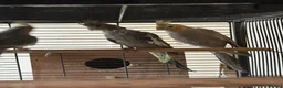 Mixed Breed birds for sale: Baby Cocatiel birds and budgies - Advert 17