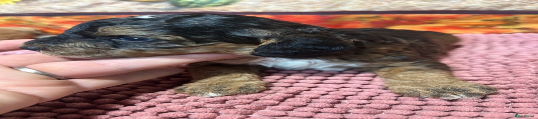 Cockapoo Puppy 6