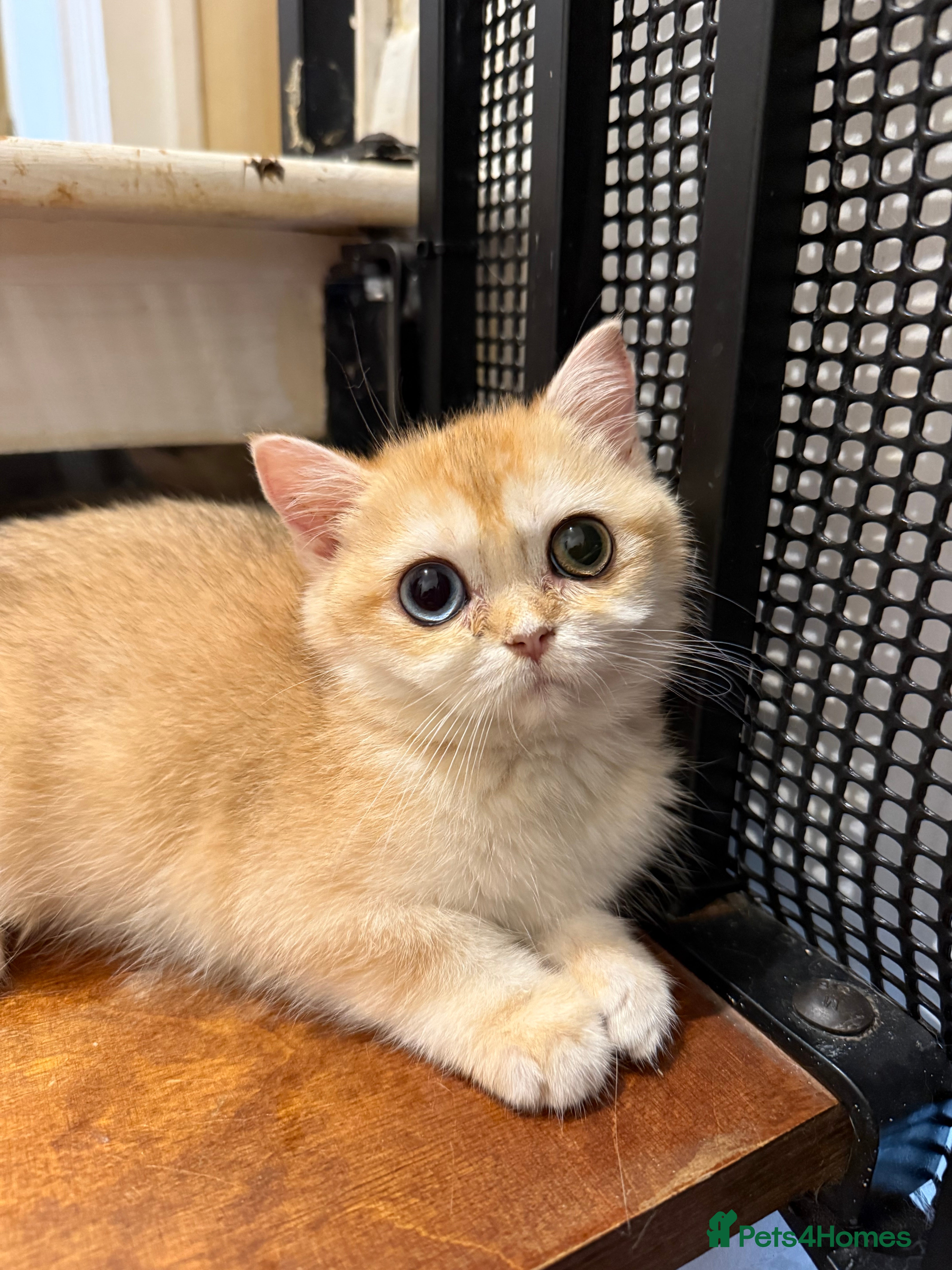 British Shorthair cats GCCF reg BSH Last Chocolate Golden Odd Eyes Female - Advert 7