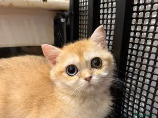 British Shorthair cats GCCF reg BSH Last Chocolate Golden Odd Eyes Female - Advert 7