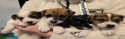 Mixed Breed dogs for sale: Five beautiful Jack Russel puppies for sale - Advert 29