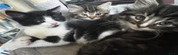Mixed Breed cats for sale: Kittens available 2 males 2 females - Advert 4
