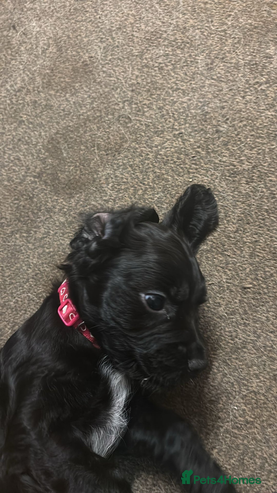 Sprocker dogs for sale: Last female sproker pup - Advert 3