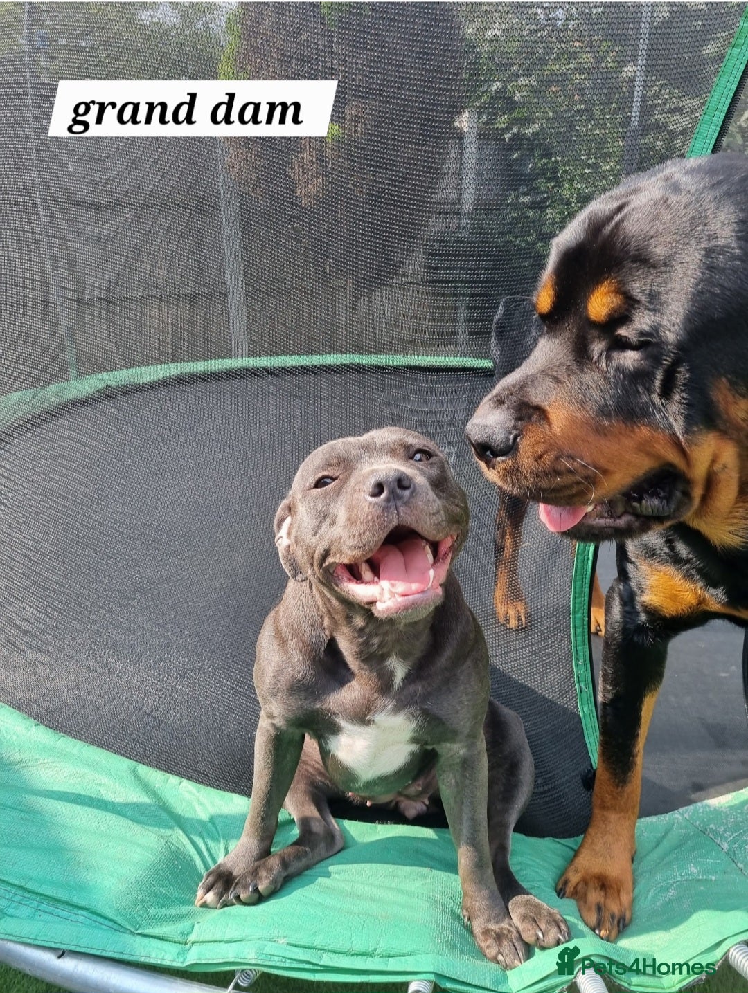 Staffordshire Bull Terrier dogs for sale: KC KING FURY X KASSIUS DAUGHTER PUPS  - Advert 7