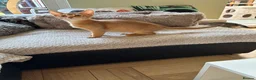Abyssinian cats for sale: Abyssinian kittens  - Advert 8