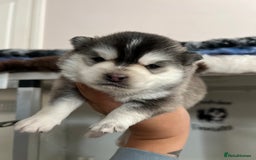 Pomsky dogs for sale: Pomsky puppies  - Image 6