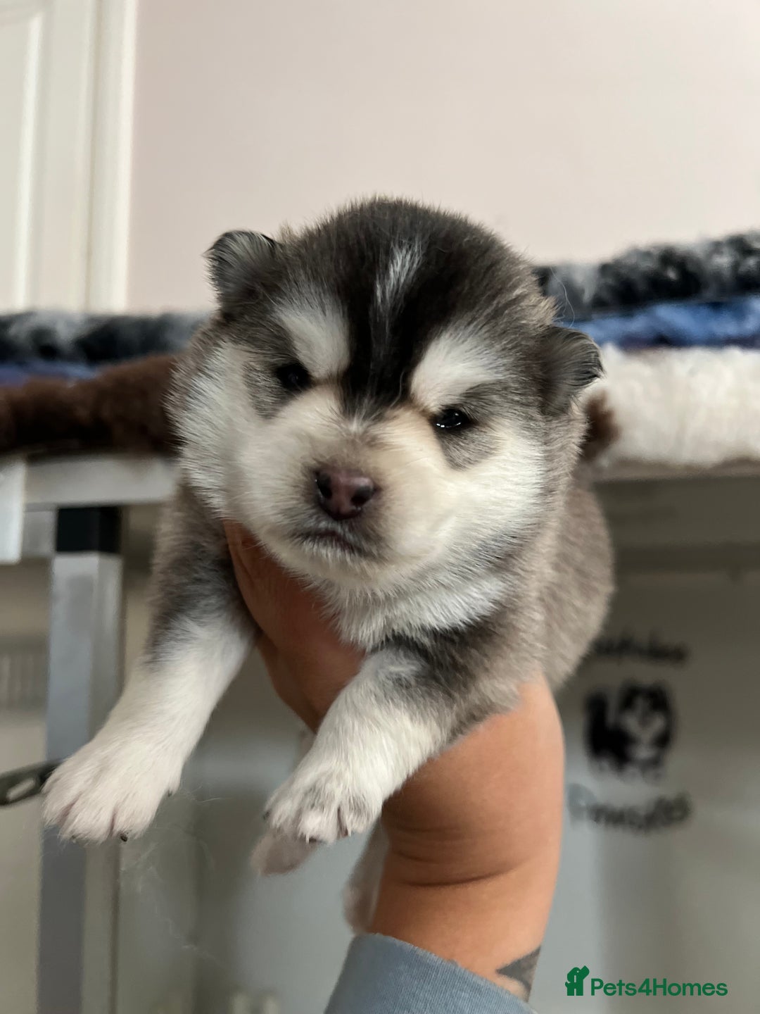 Pomsky dogs for sale: Pomsky puppies  - Image 6