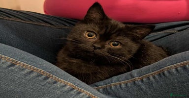 British Shorthair cats - Advert 8
