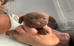 Patterdale Terrier dogs for sale: Patterdale puppy  - Image 1