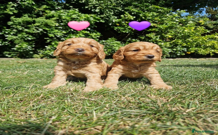 Cockapoo dogs - Advert 8