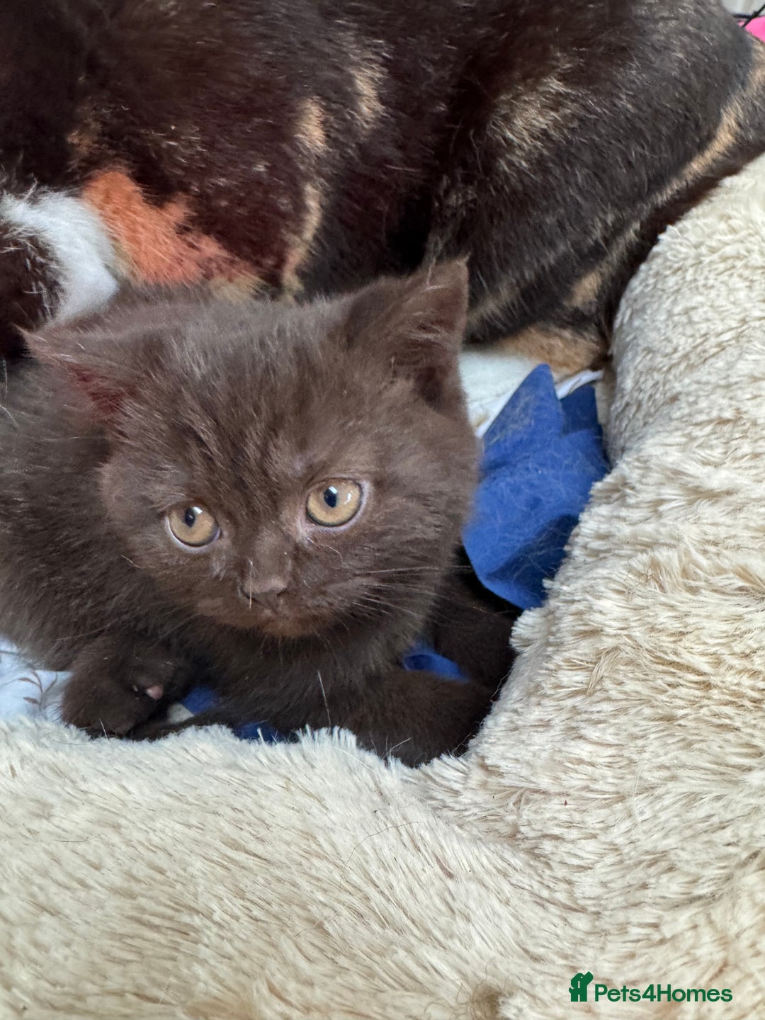 British Shorthair cats for sale: British Short Hair Chocolate kitten female  - Advert 9