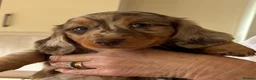 Dachshund dogs for sale: Dachshund puppies  - Advert 5