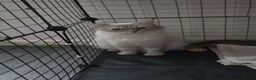 Ragdoll cats for sale: 2 seal point female ragdolls - Advert 9