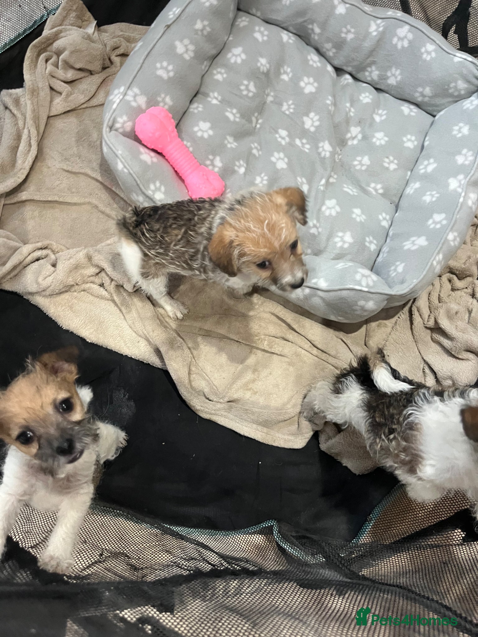 Jack Russell dogs for sale: Gorgeous tiny Jack Russell‘s in High Wycombe - Advert 18