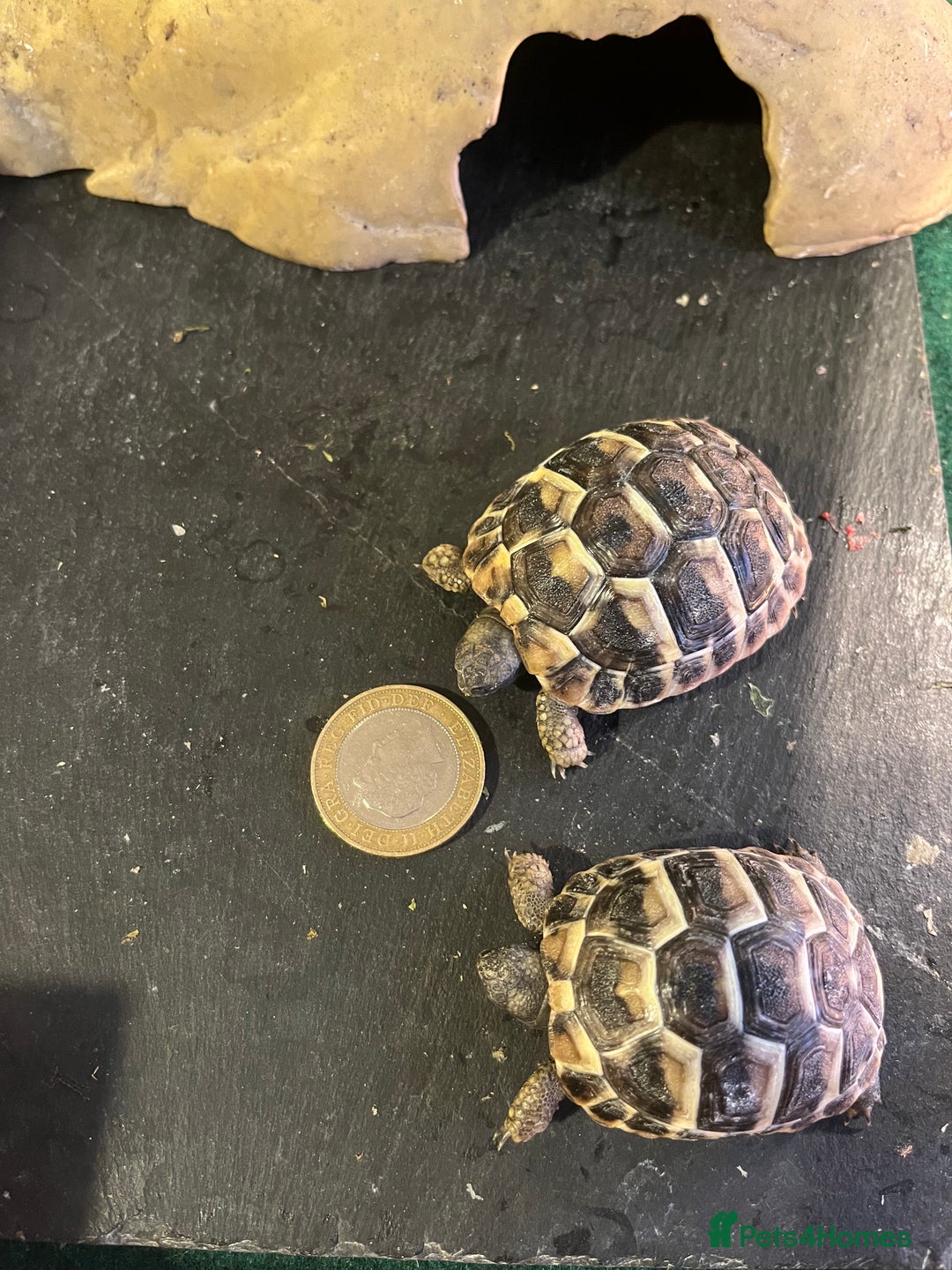 Tortoise reptiles for sale: Baby Tortoises Herman & Marginates - Image 3